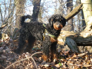 balto_allein